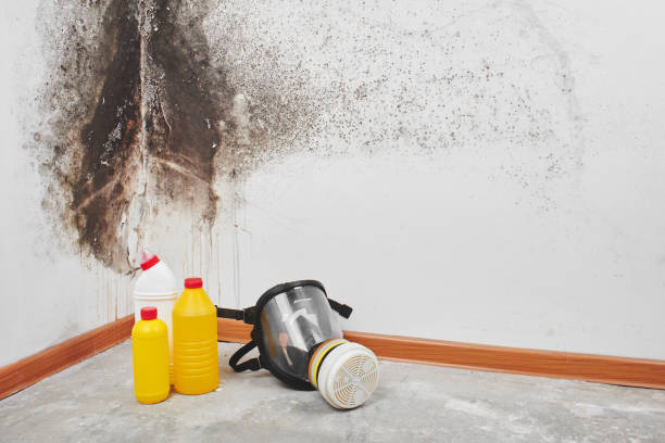 Best Office Mold Removal Services  in Darlington, WI