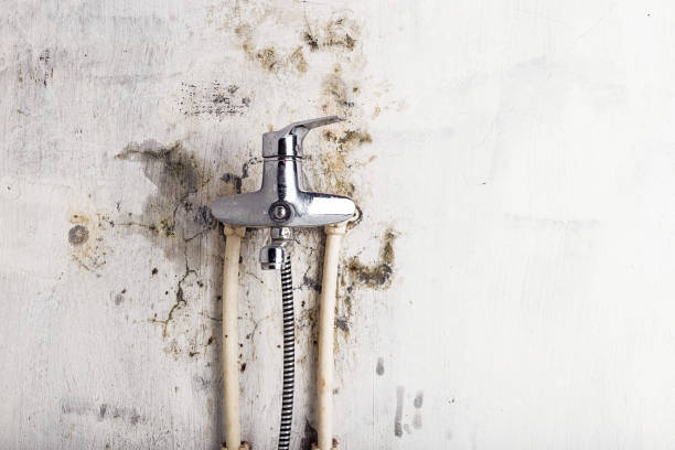 Best Mold Testing  in Darlington, WI
