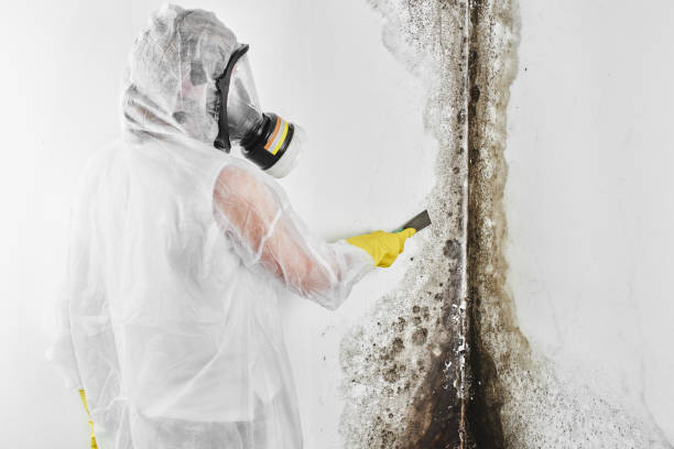 Best Toxic Mold Removal  in Darlington, WI