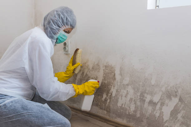 Best Commercial Mold Removal  in Darlington, WI