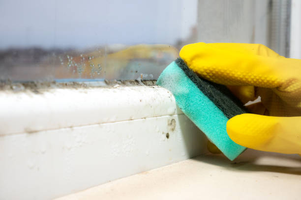 Best Certified Mold Removal  in Darlington, WI
