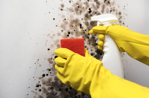 Certified Mold Removal in Darlington, WI