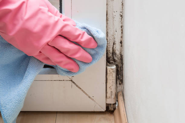 Best Crawl Space Mold Removal  in Darlington, WI